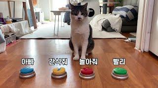 A genius cat who communicates with buttons, but....