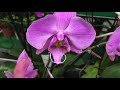 Уценка орхидей в  Бауцентре  от 99 руб, Купила чудо неземное!)))