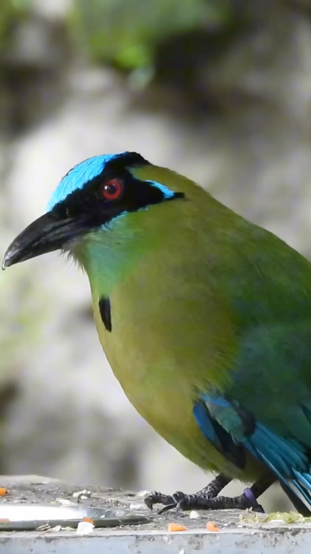 Stunning Amazonian Bird