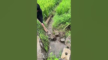 Clearing Irrigation Ditches: Maintaining Water Flow in Rice Fields