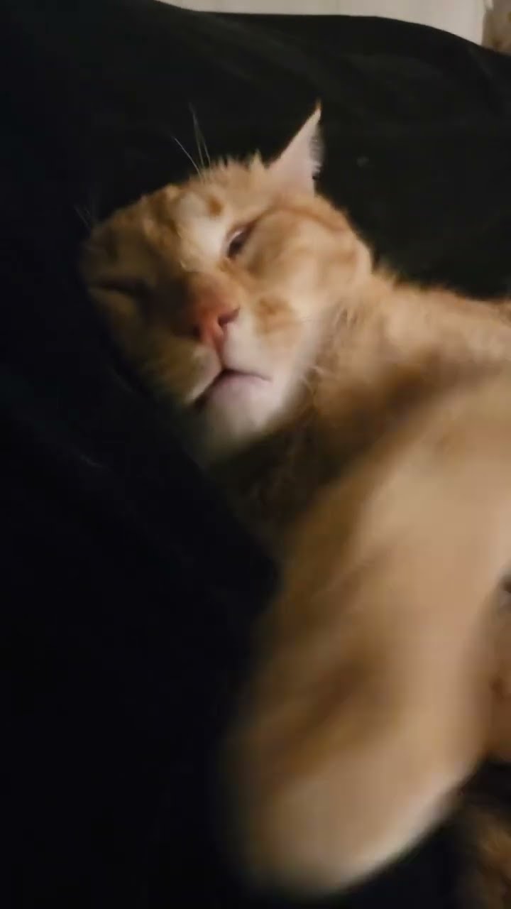 Top des vidéos très mignon petit chaton ???????‍❄️????????