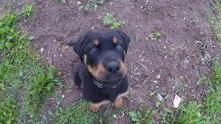 Rottweiler puppy playing chasing cats.