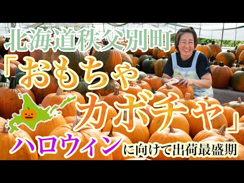 ハロウィーンが楽しくなる「おもちゃカボチャ」（北海道秩父別町