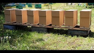 Пчеловодство.Размножение пчёл - Отводки.Часть №1 Пчеловодство.Размножение пчёл - Отводки.Часть №1