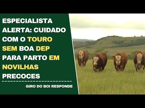 ESPECIALISTA ALERTA: CUIDADO COM O TOURO SEM BOA DEP PARA PARTO EM NOVILHAS PRECOCES