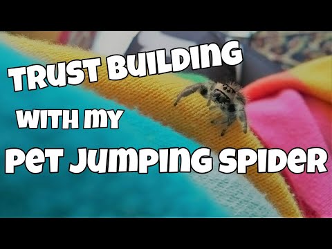 How to get a Jumping Spider to trust you!