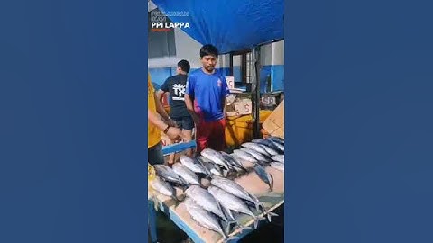 Pusat Pelelangan Ikan Kab. Sinjai #shorts  #ayokesinjai