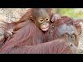 1ヶ月近くも鼻水とクシャミが出ているキーボー・オランウータン 2026/05/03