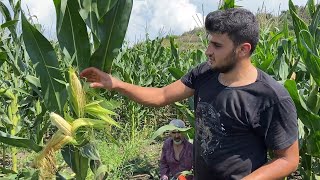 WE ARE PREPARING FOR CORN SILAGE