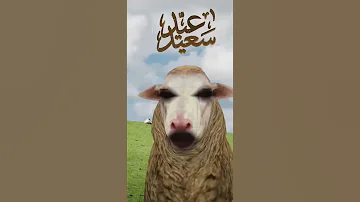 خروف العيد يحيكوم باع باع 