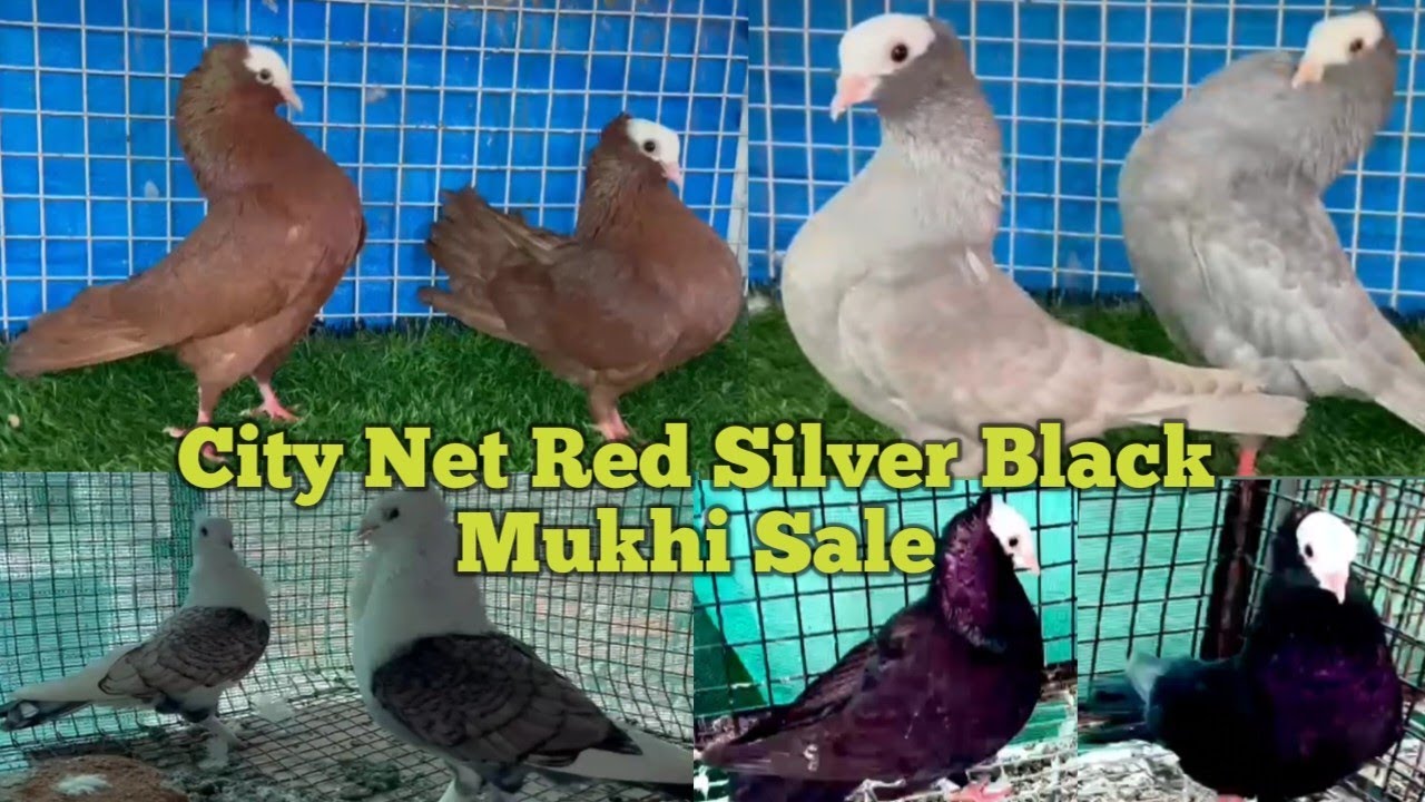 City Net Red Black Silver Mukhi Fancy Pigeon Sale +919604743304 YouTube