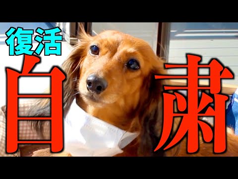 自粛 犬 はなちゃん