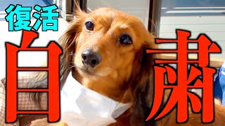 【自粛犬】緊急事態宣言における犬の気持ち5