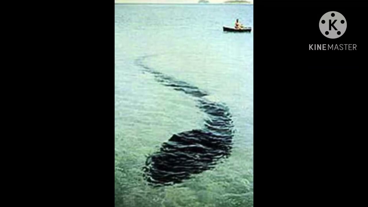 Hook Island Sea Monster