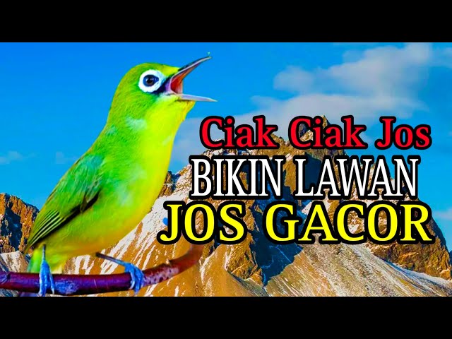 CIAK CIAK JOS KECIAL KUNING GACOR BIKIN LAWAN NYAUT JOS GACOR class=