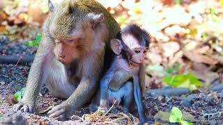 Baby Monkey Tantrum Discipline