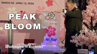DC Cherry Blossom peak bloom announced!