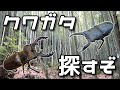 【昆虫採集】 近所山 2025年 7月下旬 クワガタ カブトムシ 採集【searching for insects in the wild】