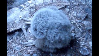 Condor chick or Tribble? Explore.org 12 June 2020