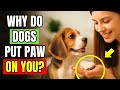 If Your Dog Puts Their Paw on You, It Really Means THIS