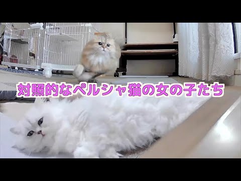 ペルシャ猫たちのモーニングアンドナイトルーティーンが可愛すぎた…