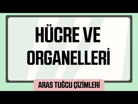 Aras Tuğcu Çizimleriyle Hücre ve Organelleri