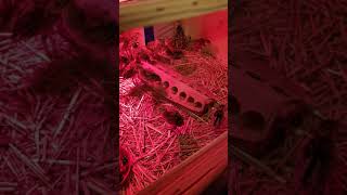 Pheasant chicks at week 2