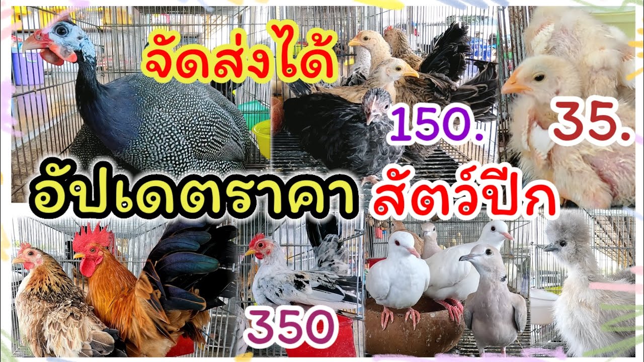 อัปเดตราคา ไก่ เป็ด ห่าน ราคาถูก จัดส่งได้ ร้านโชคไก่ไข่ ตลาดฟิชวิลเลจ บ้านโป่ง ราชบุรี