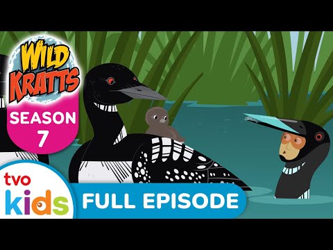 Duck Duck Loon WILD KRATTS Chris And Martin Solve Animal Nature Mysteries TVOkids