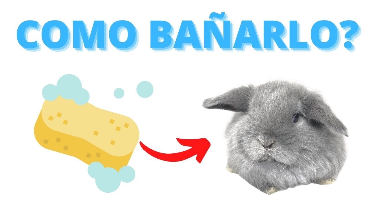 Como BAÑAR a Tu CONEJO Todo lo que Debes Saber Para Evitarle ESTRÉS