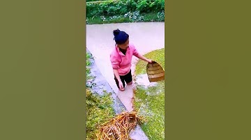 The process of cleaning up debris in the paddy field = good tools can increase efficiency