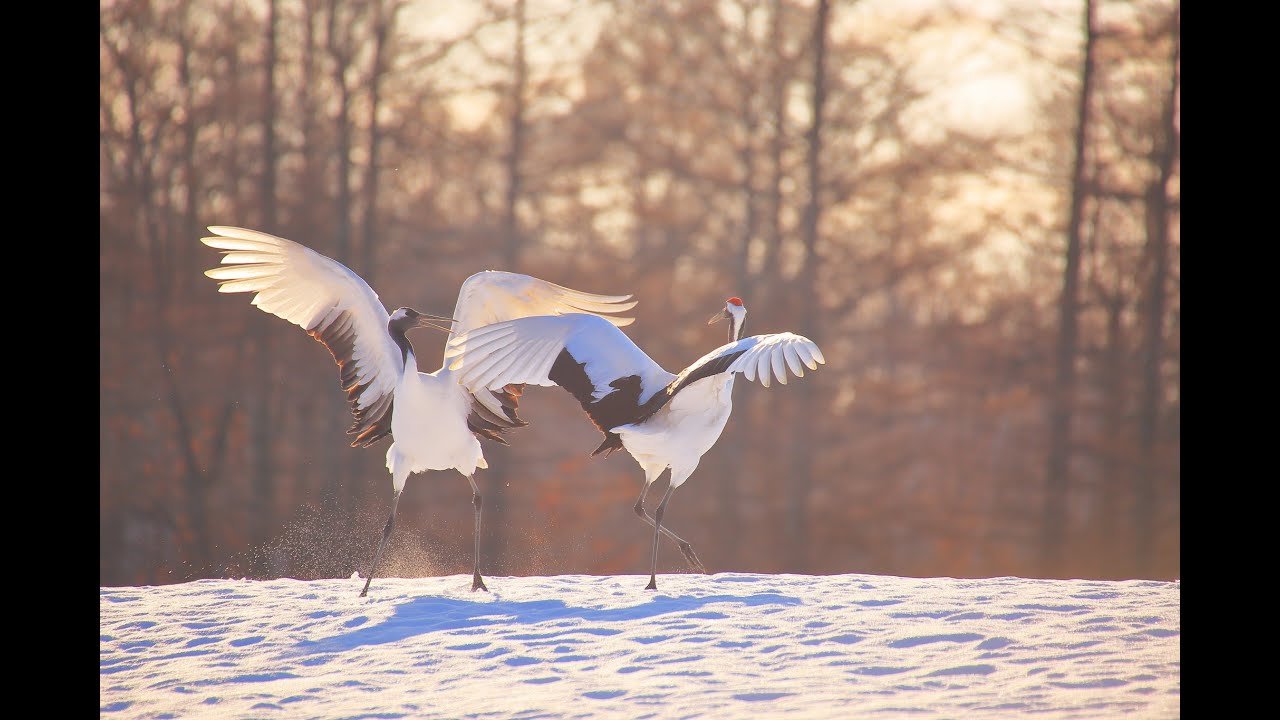 カムイの鳥タンチョウ