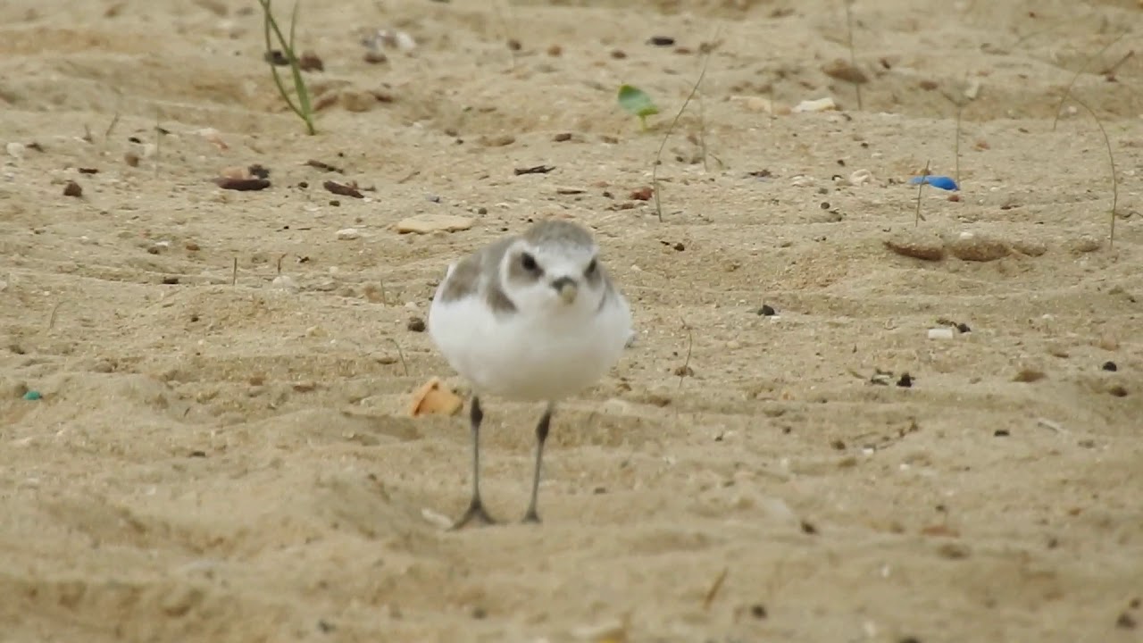 Kentish Plover, Fratino (Charadrius alexandrinus) 