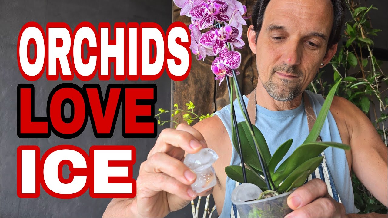 Шокирующая правда: действительно ли кубики льда помогают орхидеям процветать?