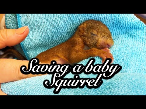 We Saved an Abandoned Baby Squirrel  - Chateau Life ? EP 223