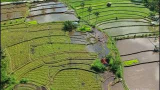 Gamelan Indonesia Livestream 24/7 - Enjoy Music For Relaxation, Meditation and Entertainment!