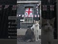 Larry the cat marks 15 years at 10 Downing Street