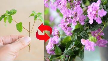 Cách nhân giống hoa ngủ sắc tím rũ từ cành đơn giản