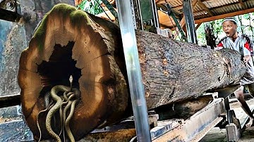 Unexpected surprise while sawing an old teak log full of mystery at the sawmill