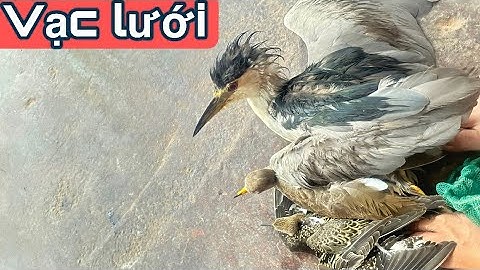 Chia sẻ Cách chọn lưới Bẫy Vạc? Anh em tham khảo