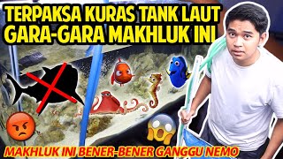 TERPAKSA KURAS TANK LAUT GARA-GARA MAKHLUK MENYEBALKAN INI! GARA-GARA MEREKA NEMO TERGANGGU!