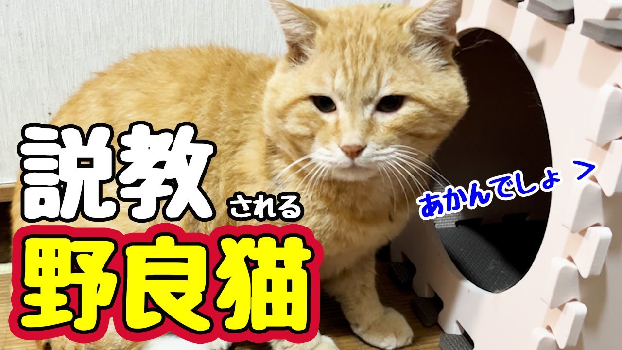 I think I understand, but I don't think I understand [Stray Cat