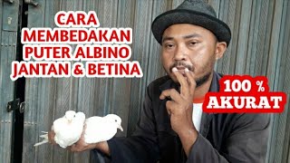 CARA MEMBEDAKAN PUTER ALBINO JANTAN & BETINA YANG SIAP DITERNAK