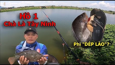Câu Đài | Câu cá Phi size "DÉP LÀO" tại Chà Là (Tây Ninh)
