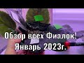 Обзор всех моих ФИАЛОК в Январе 2023г!🌺🌺🌺 Итоги, Планы) ⛄️🎄🎁🎉🍾🎄🥳