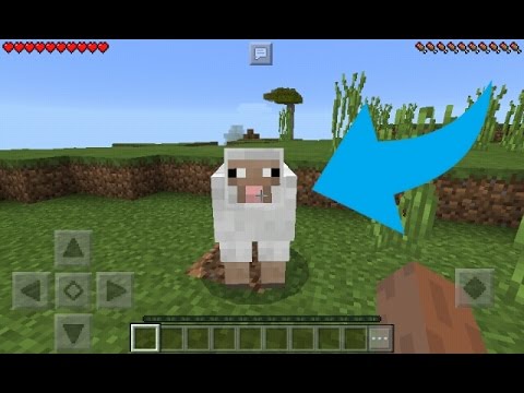 No Minecraft, uma vez colorida uma ovelha, para sempre colorida