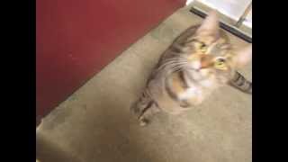 Adoptable CATS at Sangamon County Animal Control
