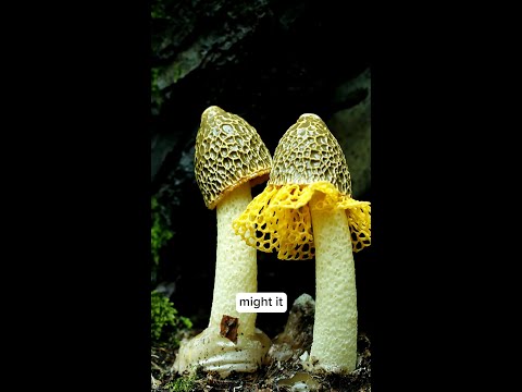 Language of Nature