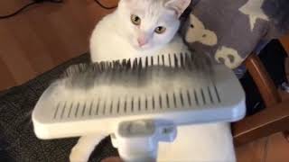 고양이는 털이 얼마나 많이 빠질까? (feat, 터키쉬앙고라)