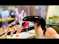 【お迎え】9割が知らない!謎すぎるトカゲをお迎えしました‼️